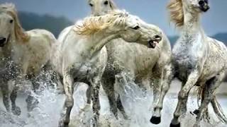 Watch Kenny Rogers She Rides Wild Horses video