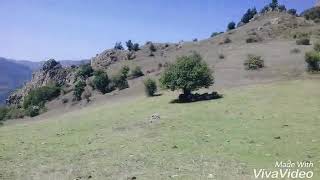 Əlizamin Lerikli Qşlaq Dağları