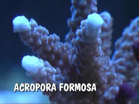 Header of Acropora formosa