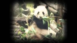Илья Гуров - Панды