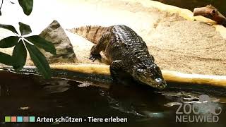 Fütterung Der Krokodilkaimane Im Zoo Neuwied