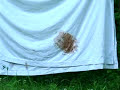 EXTREMELY SHOCKING BIGFOOT ENCOUNTER