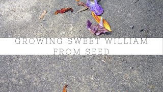 Growing Sweet William Biennials From Seed