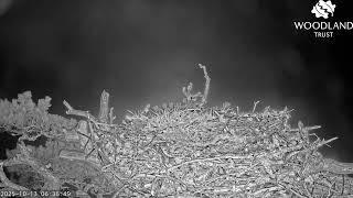 Loch Arkaig Osprey Camera 1