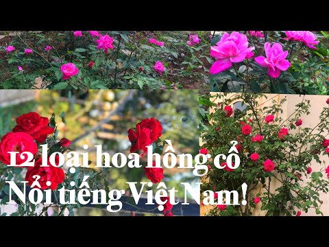 Bộ sưu tập 12 loại hồng cổ sai hoa dễ trồng của Việt Nam hiện đang có trong vườn nhà mình