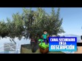 99% IMPOSIBLE!! HAY ARBOLES!! - Gameplay GTA 5 Online Funny Moments (Carrera GTA V Xbox ONE)