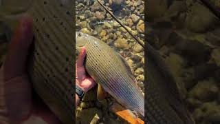 Favourite Colors Of Grayling