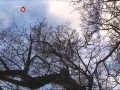 Hamarosan zárul az Év fája Európában verseny