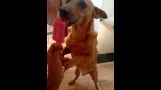 Meu Cachorro Chupando Picolé
