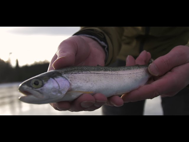 Watch Ice Fishing in Cranbrook #RockiesExploring on YouTube.