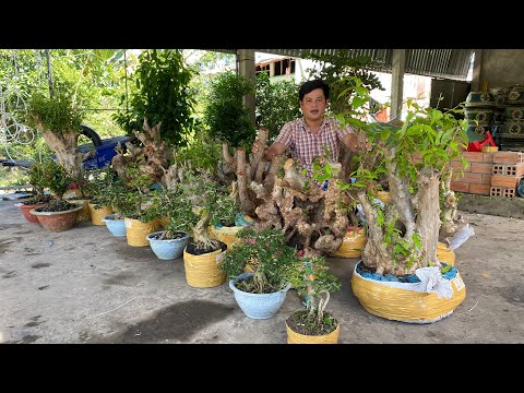 Bonsai mini giá mềm & phôi Bằng Lăng, Bạch Mai ngày 14-07 Thanh Triệu