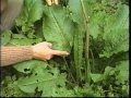 Edible & Medicinal Herbs 2 - Part 1 from herbaltransitions.com