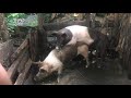 Pig mating Naturally | Jamaica style #pigs #farmlife #india #jamaica