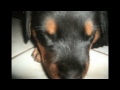 Meu Rottweiler - SanSão