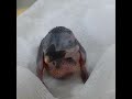 Watch: Micronesian Kingfisher Chick Hatches: Total Of Birds In Existence Micronesian Kingfisher Chick Hatches: Total Of Birds In Existence