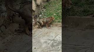 Lion Poop