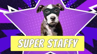 The Adventures Of Super Staffy And She Overcame The Odds