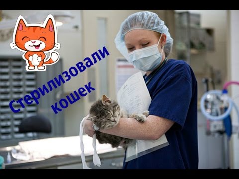 Стерилизовали кошка уход после операции Жидкое лезвие для педикюра: состав и особенности применения размягчителя