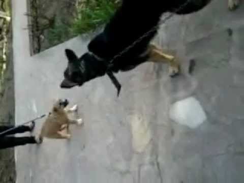 Germanuli+Nagazi Learn and talk about Nagazi, Dog breeds, Dog breeds originating in ...