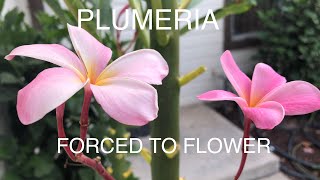 Plumeria- How To Force Blooming
