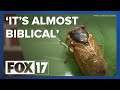 GVSU professor describes rare Midwest cicada emergence