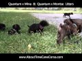 Cane Corso Puppy Playtime