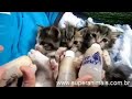 Superanimais.com.br - Gatinhos filhotes mamando em mamadeira