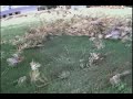 Big Air on Little Leaves!
