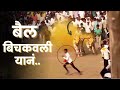 बैल बिचकवली यानं | Bailgada Sharyat Video | Naad Bailgadyacha | Bull Race