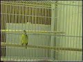 Finch Green Singer Song (Serinus mozambicus )