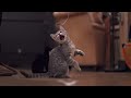 BONUS VID: Kittens Droppin\ BONUS VID: Kittens Droppin\