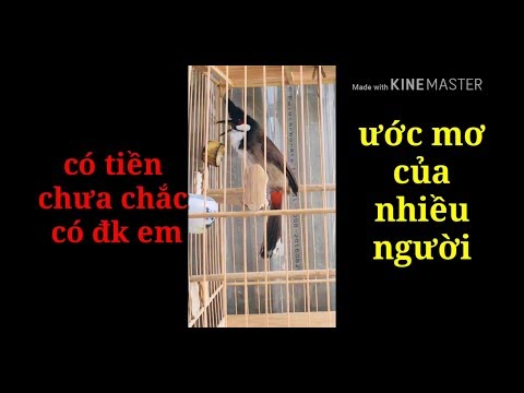 TOP 5 chú chim chào mào đáng chơi nhất năm 2020