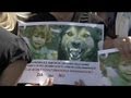 Romania: autorità di preparano a sopprimere migliaia di cani