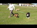 stopping your dog from pulling
