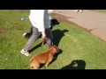 stopping your dog from pulling