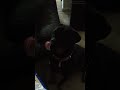 Funny Rottweiler , Kilo, squeaky toy