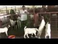 Indian+goat+farm+sirohi+jamunapari+totapari+goats+d