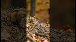 뱀과 다람쥐 과연 승자는? 이 결투의 충격적인 결말은? Chipmunk Vs Snake Shocking Ending 衝撃リスの逆襲