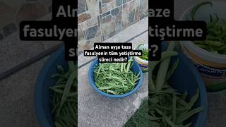 Alman Ayşe Taze Fasulyenin Tüm Yetiştirme Süreci Nedir?