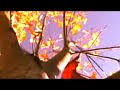 Change Of Seasons - Equinox - New Age Music Video - Autumn
