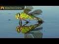 Meditation Music, Study Music for Concentration, Instrumental Music, Classical Music, ♫E210