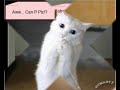 Funny Cats - TheKcmartz
