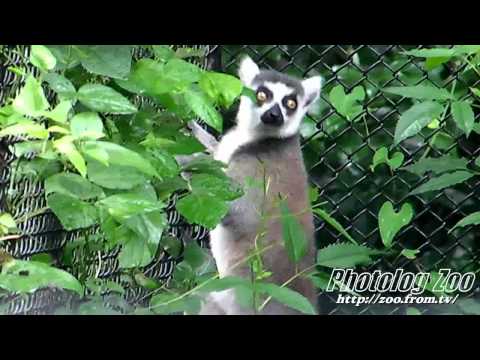 Lemur ワオキツネザルの赤ちゃん： つまみ食いする母ワオ@埼玉Zoo