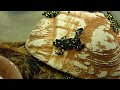 bumblebee frog locomotion