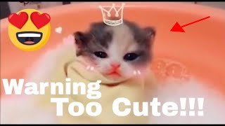 Funny cat videos Cute Cat and Kittens😂😂- Funny Cat Compilation😻😼