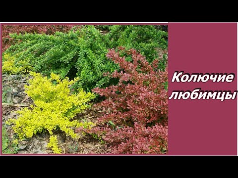 Когда и чем удобрять барбарис Когда и чем удобрять барбарис