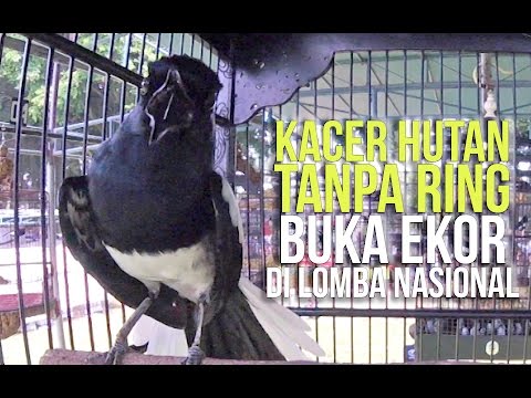 VIDEO : suara burung : kacer hutan tanpa ring rebut hadiah jutaan buka ekor di lomba nasional - kunjungi kami di www.portalkicau.com kacer gacor, kacer juara, kacer poci, kacer mp3, kacer betina, kacer mbagong, kacer ...