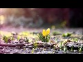 30.03.2016 Совершенство красоты (Иезекииль 27) 30.03.2016 Совершенство красоты (Иезекииль 27)