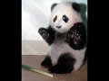 Owl City - Panda Bear
