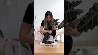My 1000 Womb Plant
